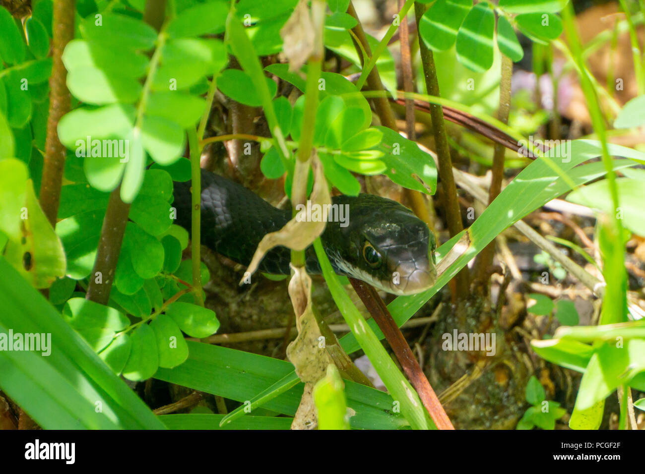 Southern Black Racer Snake (Coluber constrictor ssp. priapus) Peaking Out of Bushes in Stuart, Martin County, Florida, USA Stock Photo