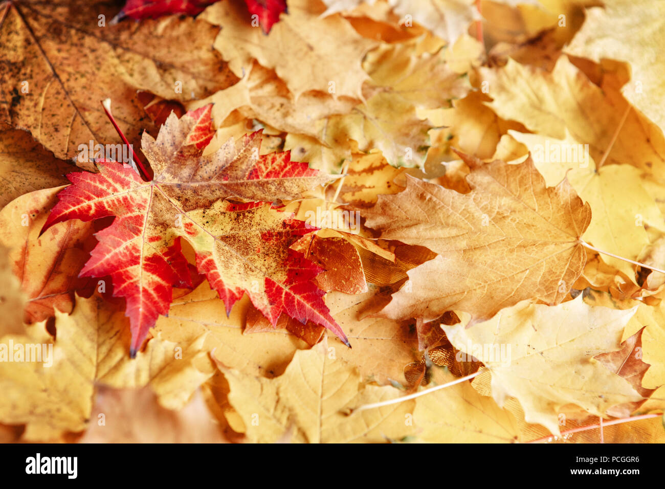 Beautiful close up image shot with colorful yellow red dry autumn fall ...