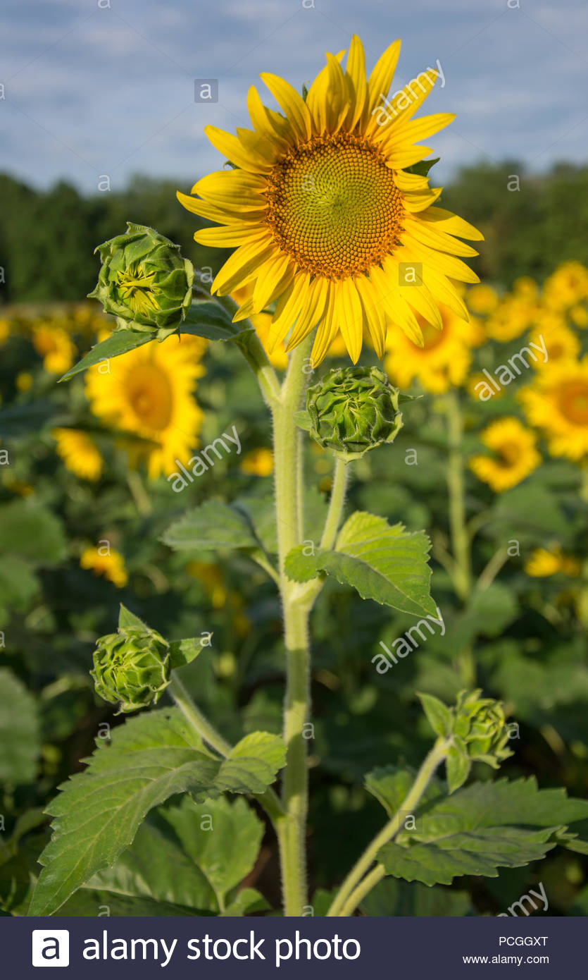Sunflower Buds High Resolution Stock Photography and Images Alamy