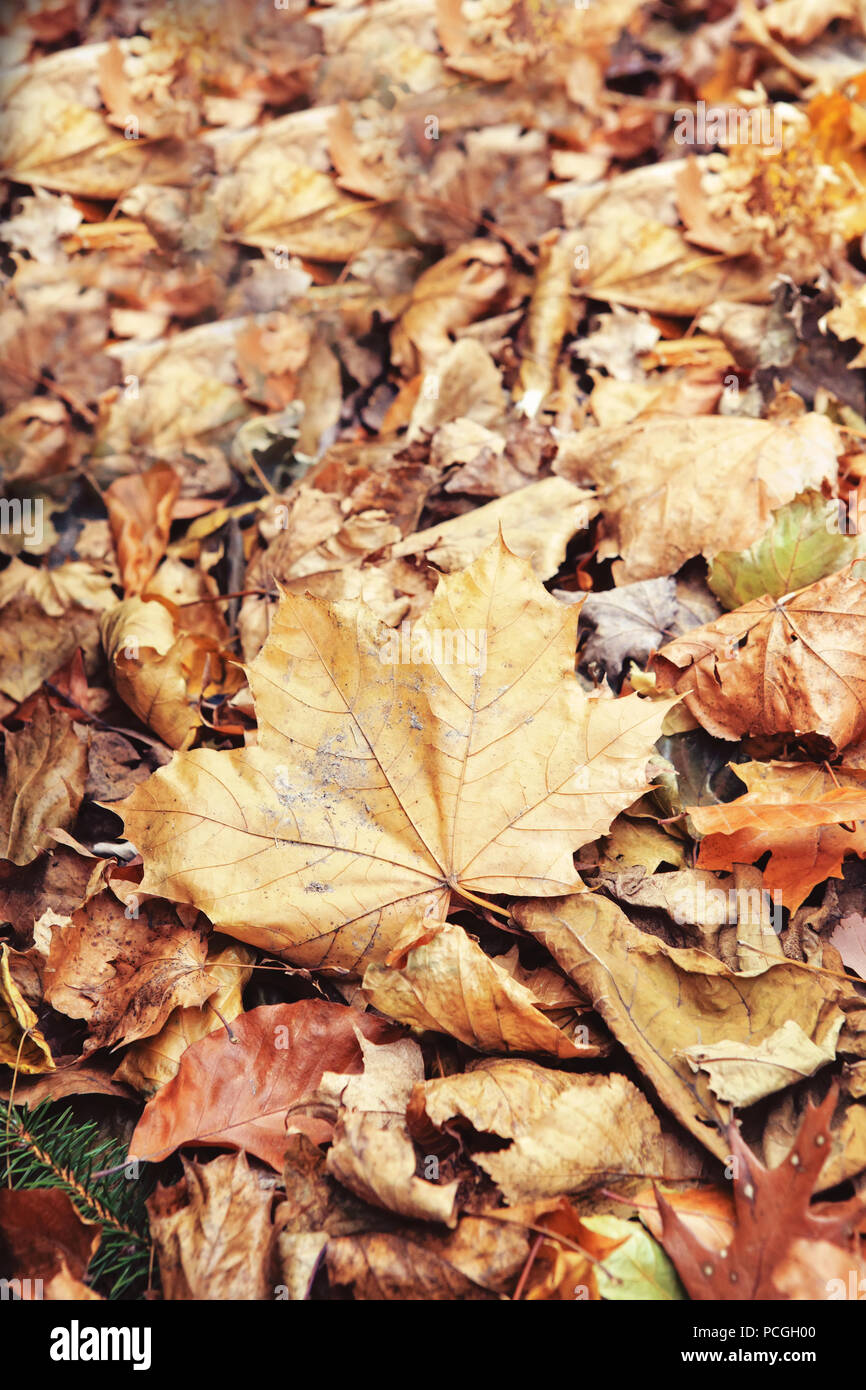 Dried Leaves Images – Browse 6,577 Stock Photos, Vectors, and