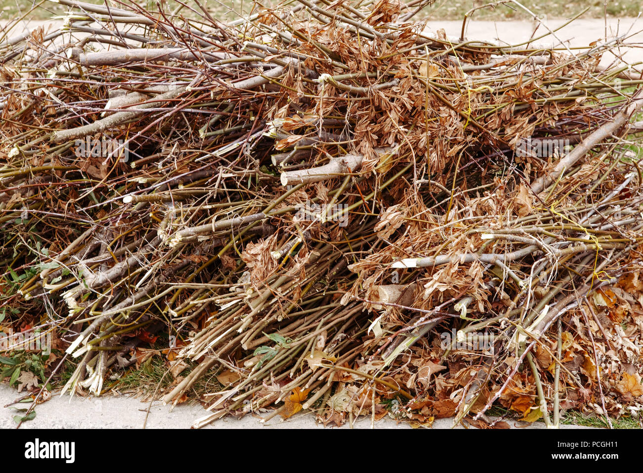 Pile of cut old dry tree branches with autumn fall leaves on them