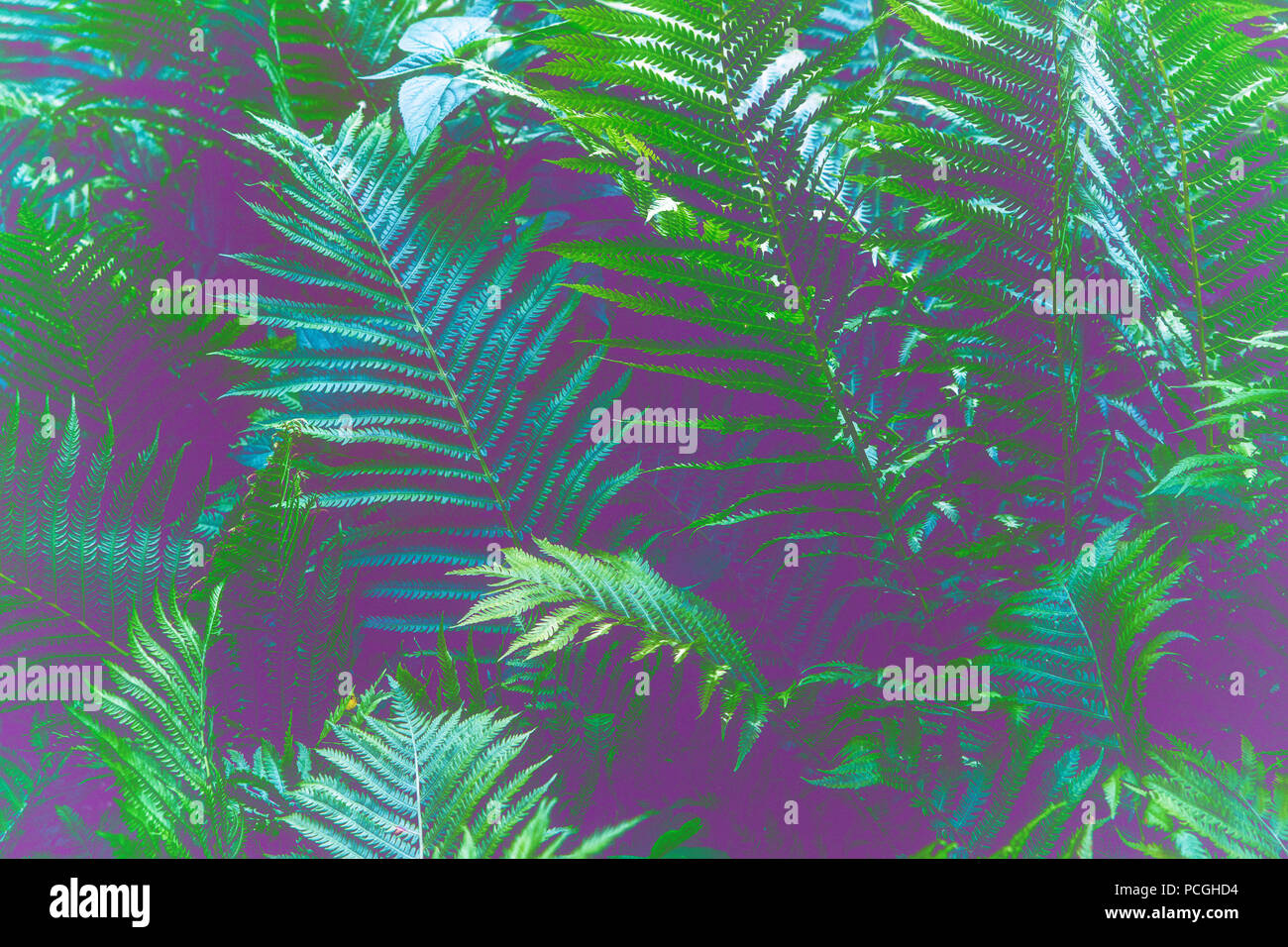 Closeup Macro Of Fern Green Bush Leaves And Branches Toned With Retro Vintage Filters Textured Natural Green Background Hipster Style Wallpaper Stock Photo Alamy