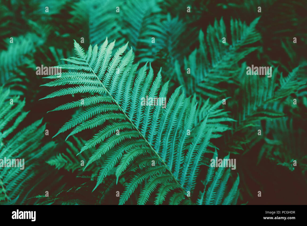 Closeup Macro Of Fern Green Bush Leaves And Branches Toned