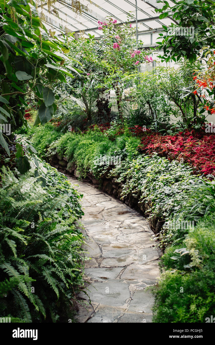Stone path in botanical garden greenhouse with many green trees, plants ...
