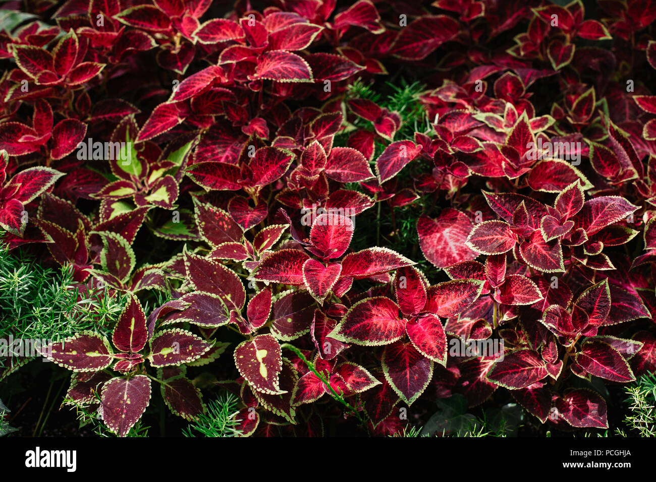 Closeup macro of red yellow green leaves foliage Coleus. Natural abstract textured background. Stock Photo