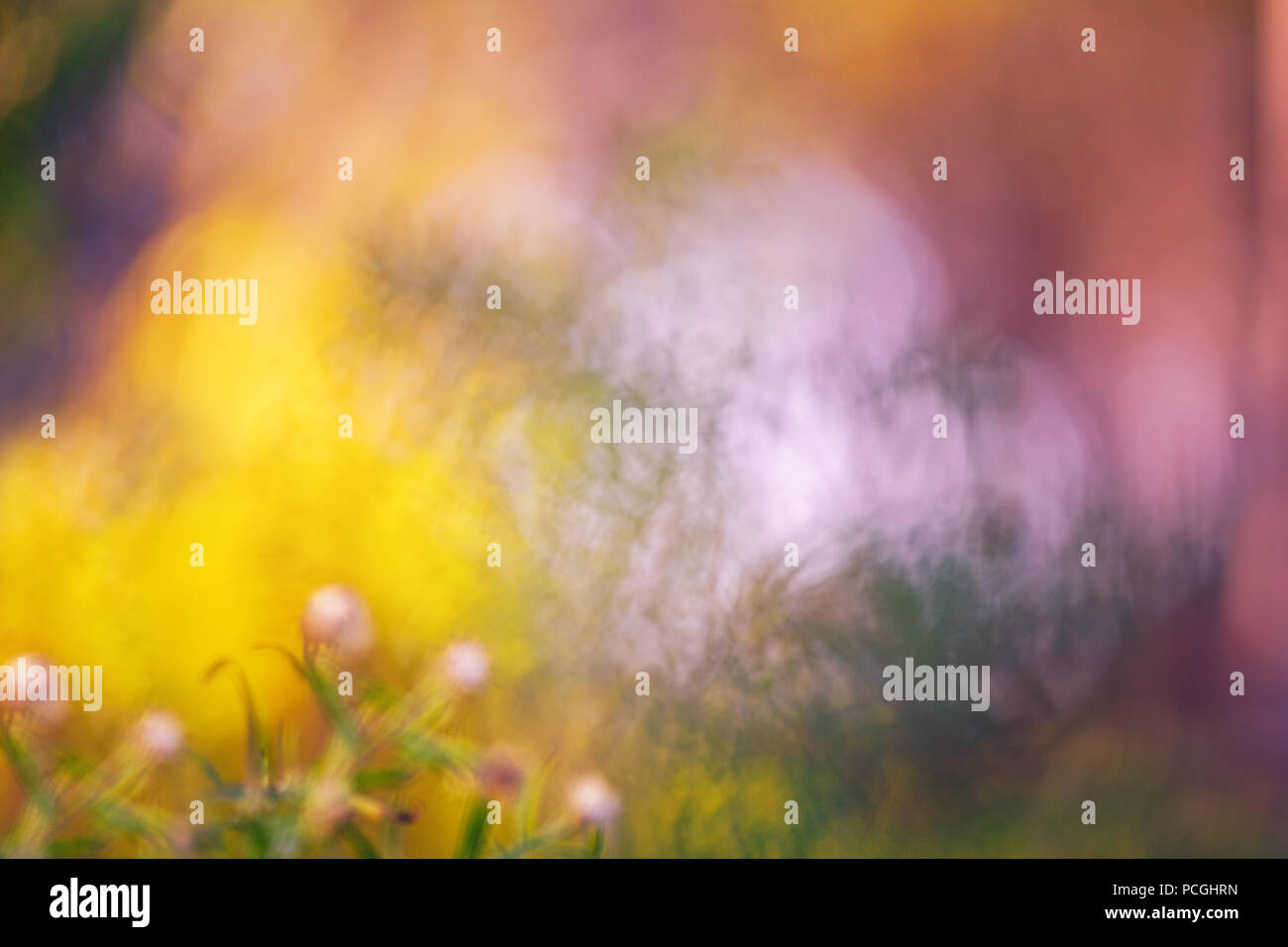 Beautiful colorful fairy dreamy magic yellow red flower blurry background, toned with instagram filters,  macro closeup nature image shot wallpaper ca Stock Photo