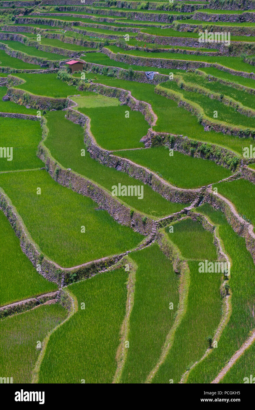 View of rice terraces fields in Banaue, Philippines. The Banaue rice