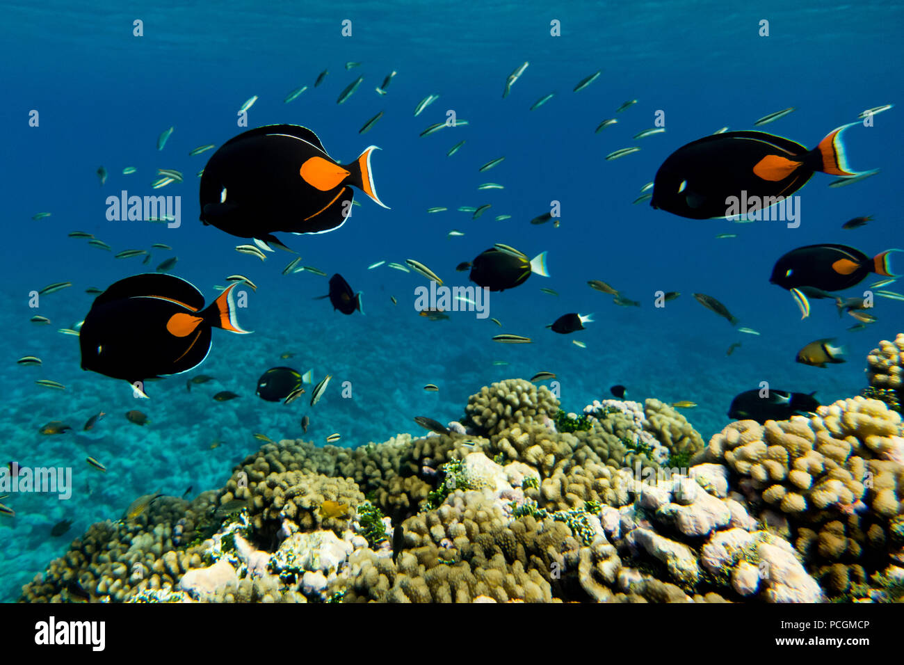 The abundant fish life while snorkeling at the aquarium in Rangiroa atoll  in the Tuamotus of French Polynesia Stock Photo
