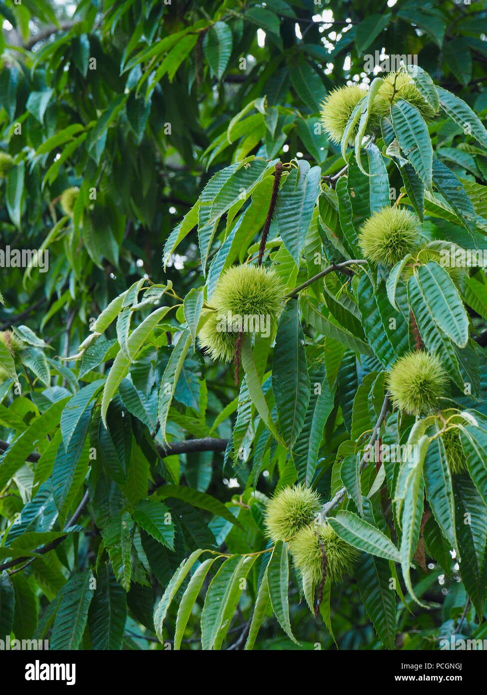 American Chestnut Tree High Resolution Stock Photography and Images - Alamy