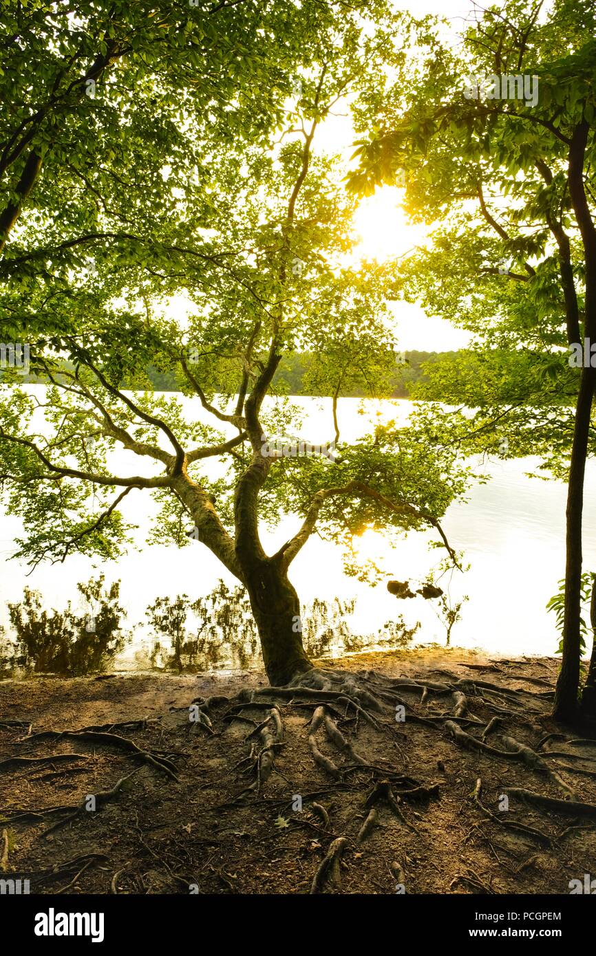 The sun illuminates a tree canopy at dusk at Lake Benson Park in Garner North Carolina Stock