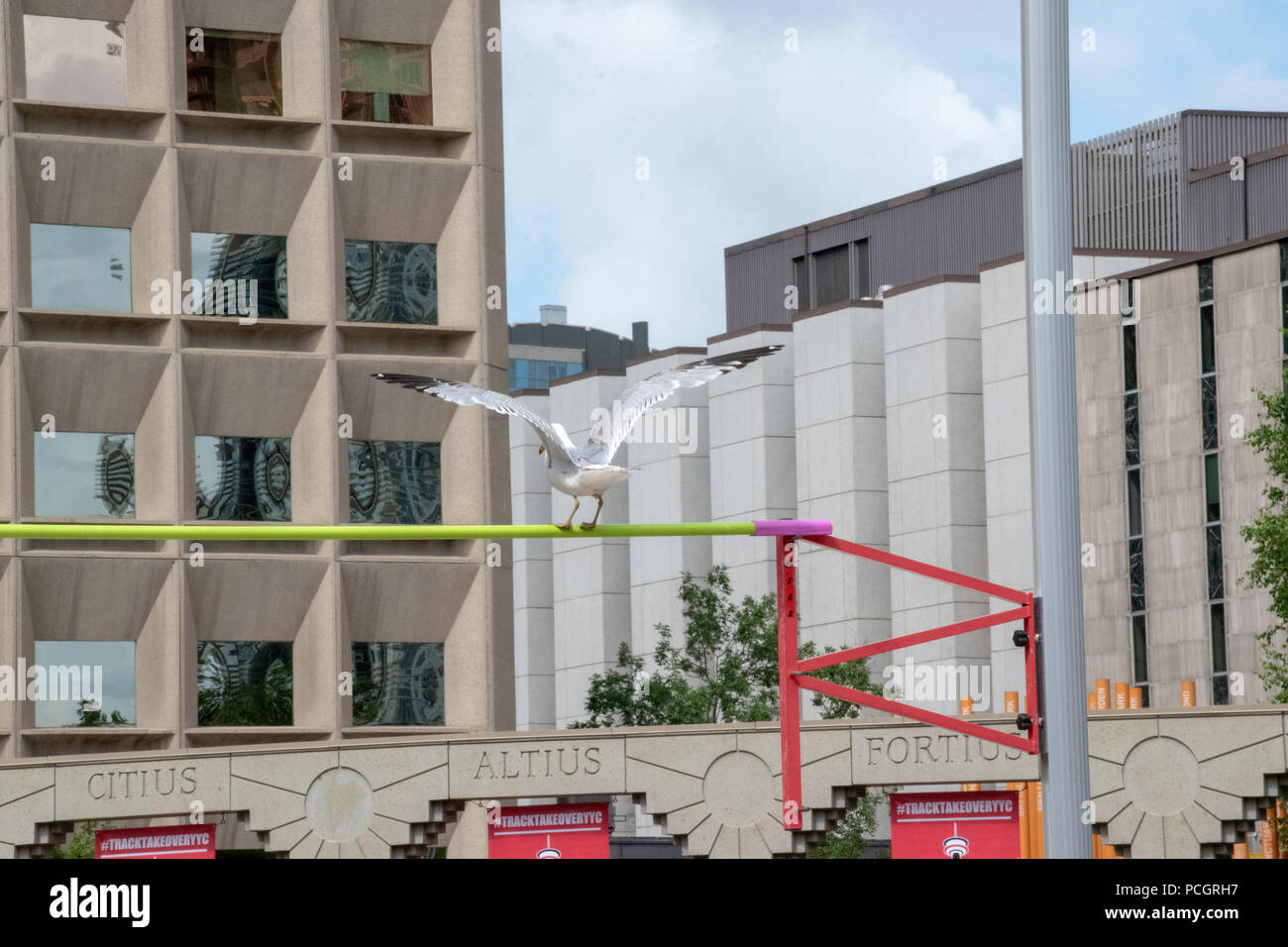 A Seagull disrupts the pole vault competition by landing on the pole vault bar during the June 23, 2018 Track Takeover, Olympic Plaza, Calgary. Stock Photo