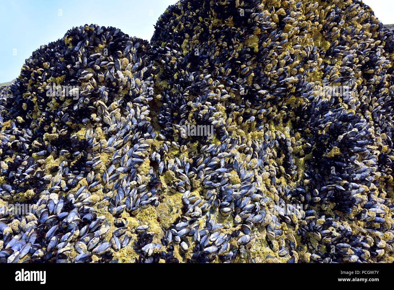Blue mussels,common mussels,clinging to some rocks at Bedruthan steps,Cornwall,England,UK Stock Photo