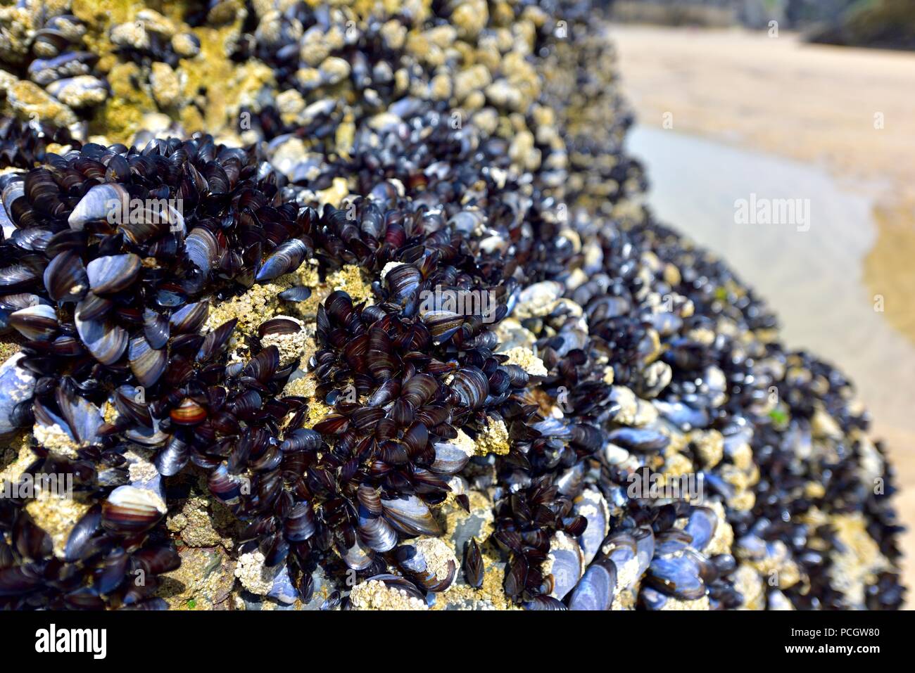 Blue mussels,clinging to some rocks at Bedruthan steps