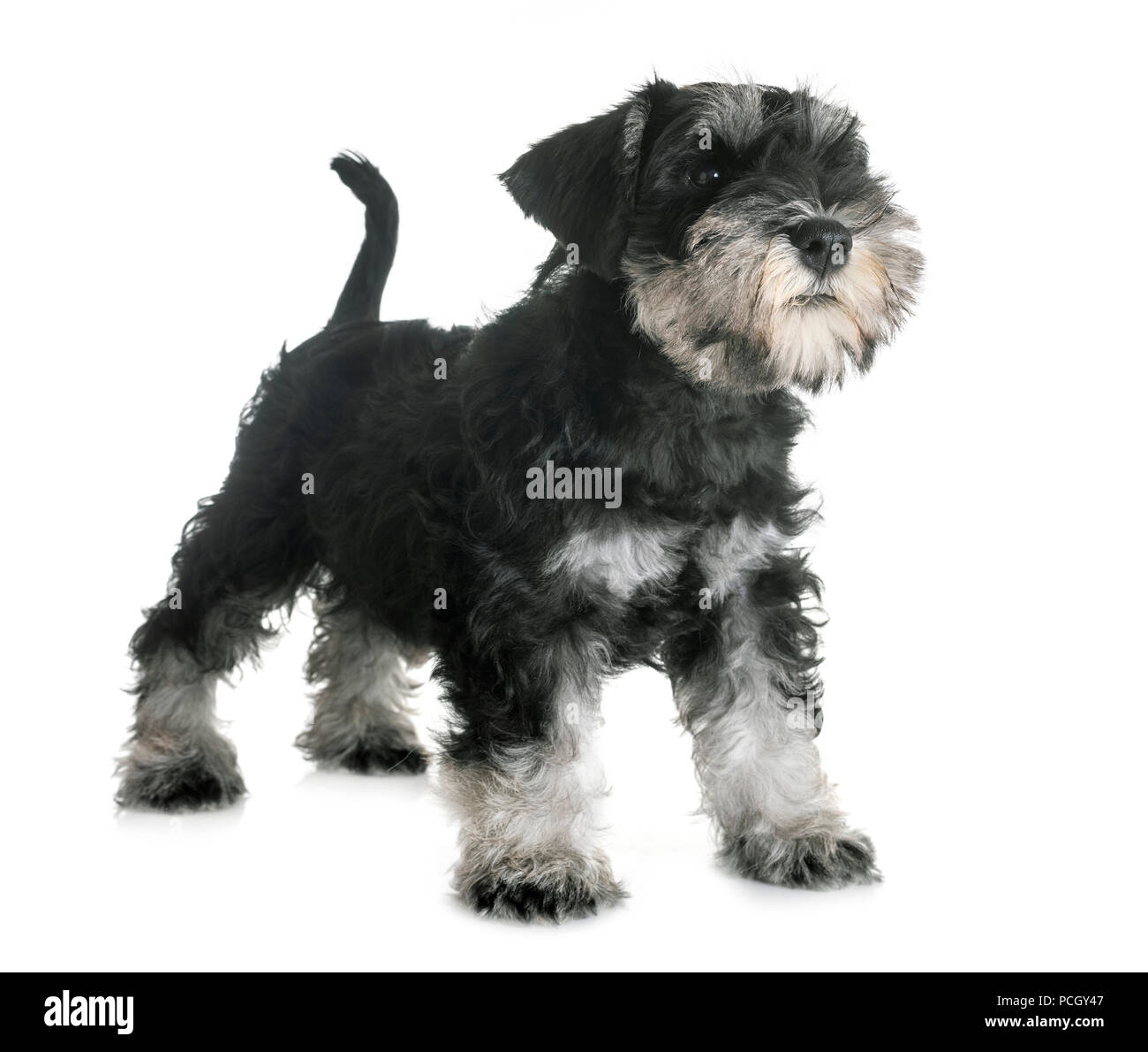 puppy miniature schnauzer in front of white background Stock Photo - Alamy
