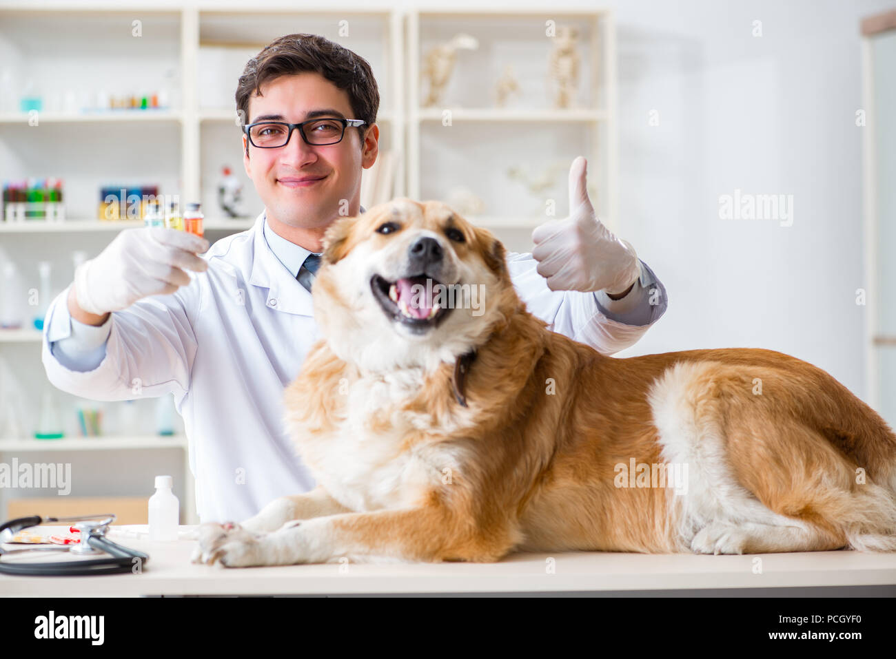 Doctor examining golden retriever dog in vet clinic Stock Photo Alamy