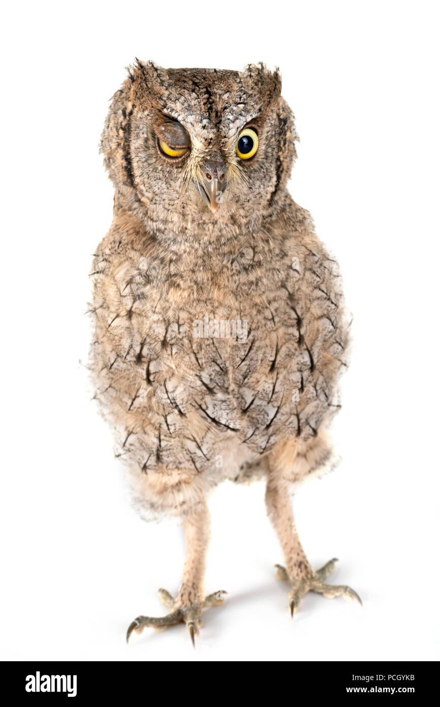 Eurasian scops owl in front of white background Stock Photo