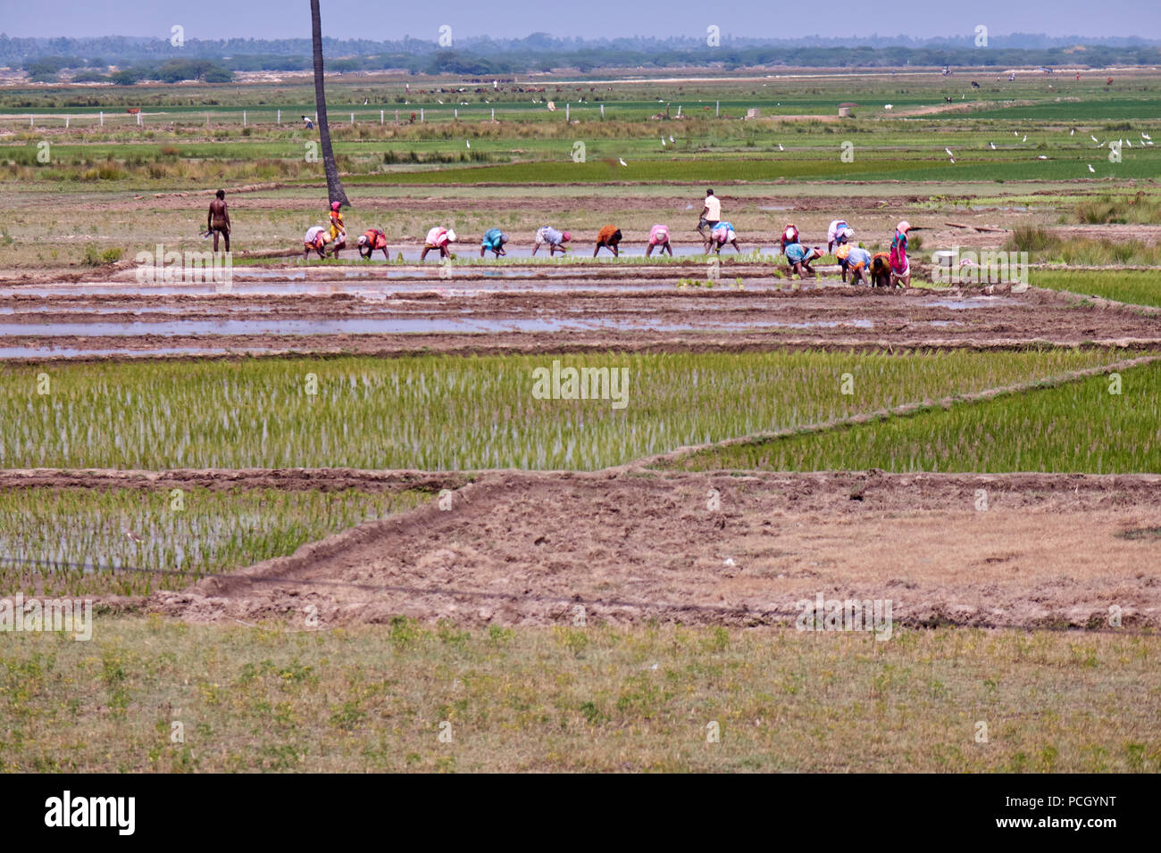 Rice planters working in the paddy fields of India Stock Photo