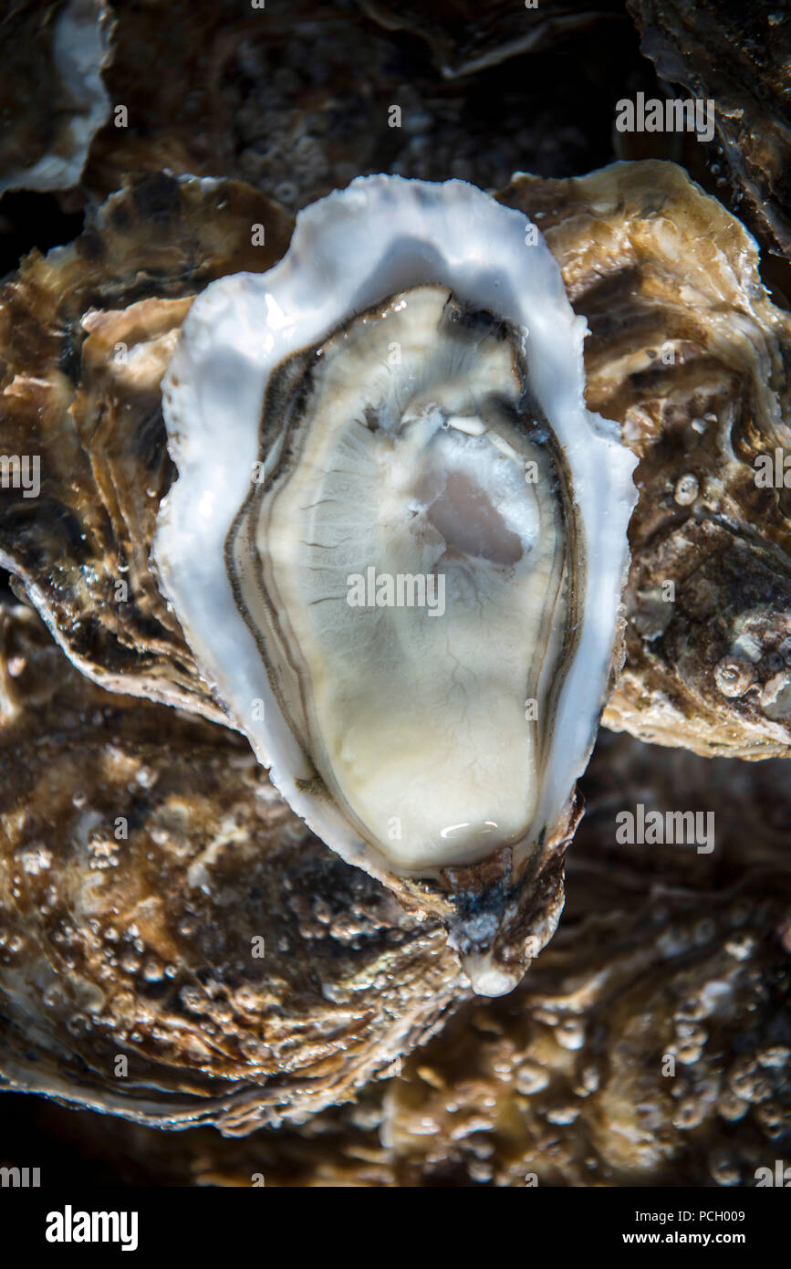 Special oysters from Isigny (Normandy, northwestern France Stock Photo