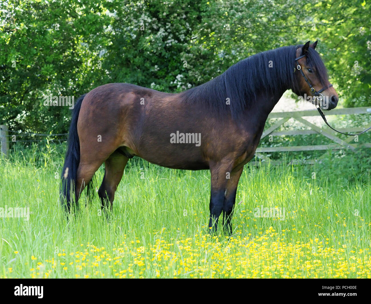 A rare breed Dartmoor pony stands in a meadow of buttercups and grass