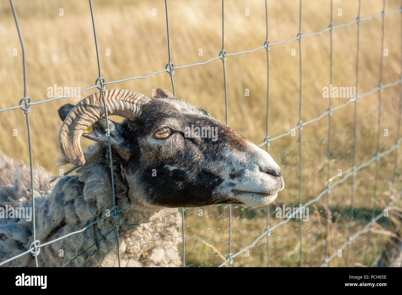 Sheep at wire-netting fence at Cape Arkona, Putgarten, Rügen, Mecklenburg-Vorpommern, Germany, Europe Stock Photo