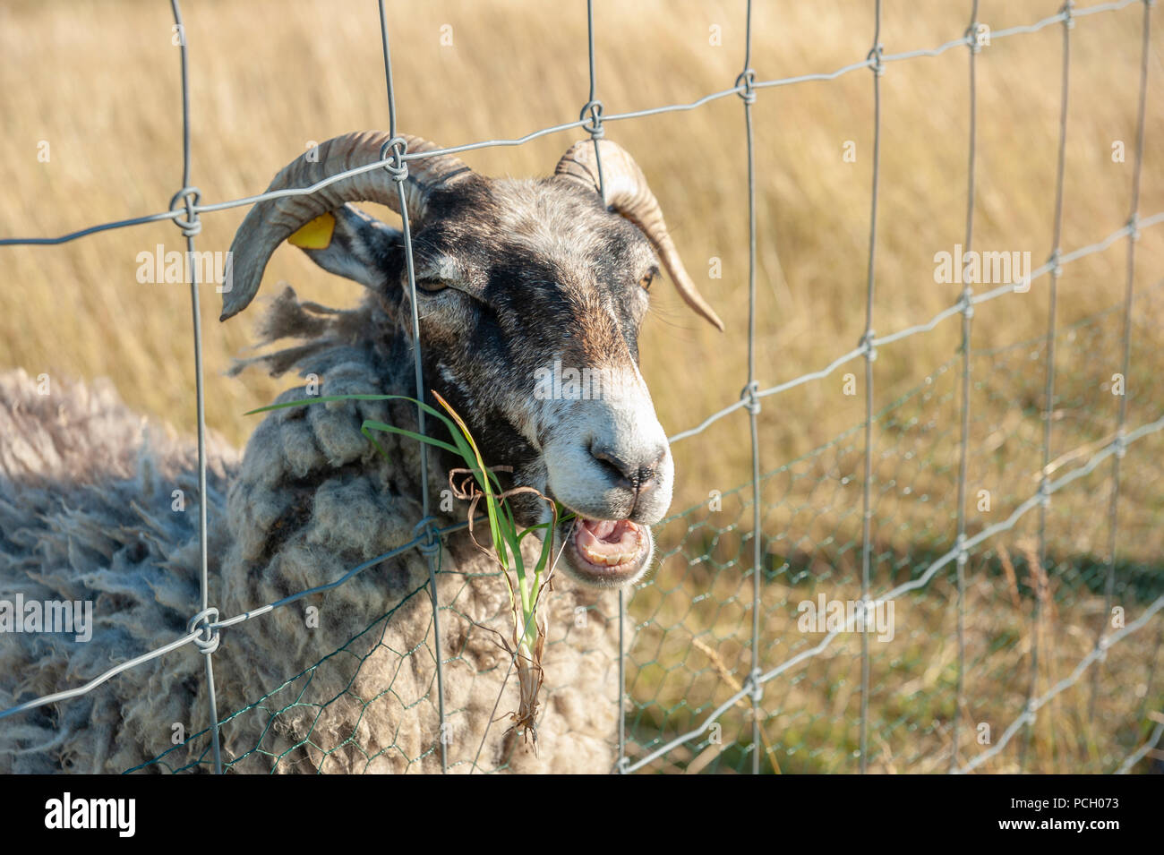 Sheep at wire-netting fence at Cape Arkona, Putgarten, Rügen, Mecklenburg-Vorpommern, Germany, Europe Stock Photo