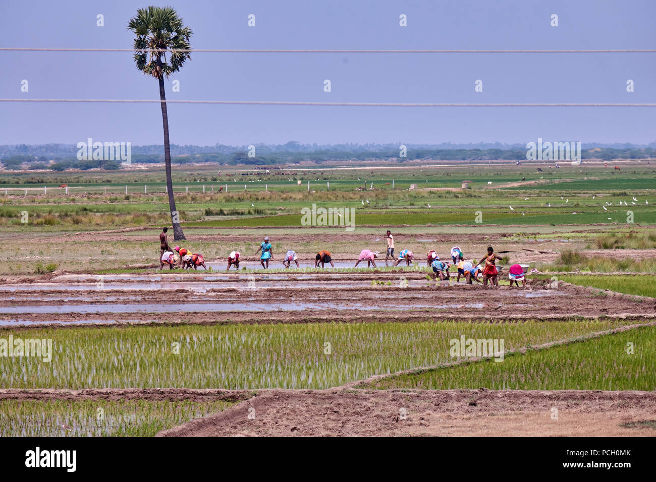 Rice planters working in the paddy fields of India Stock Photo