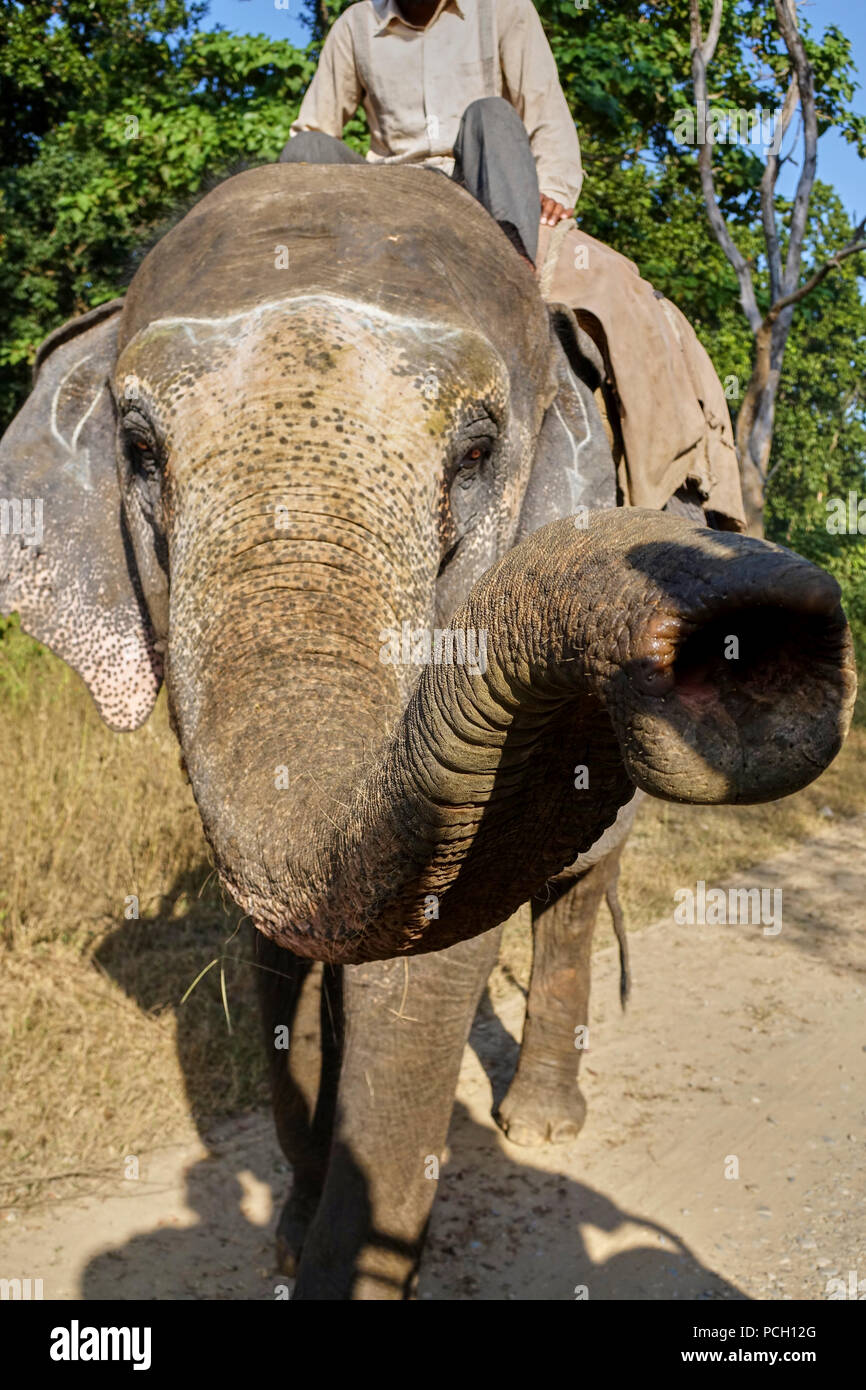 Jim Corbett National Park & Tiger Reserve India