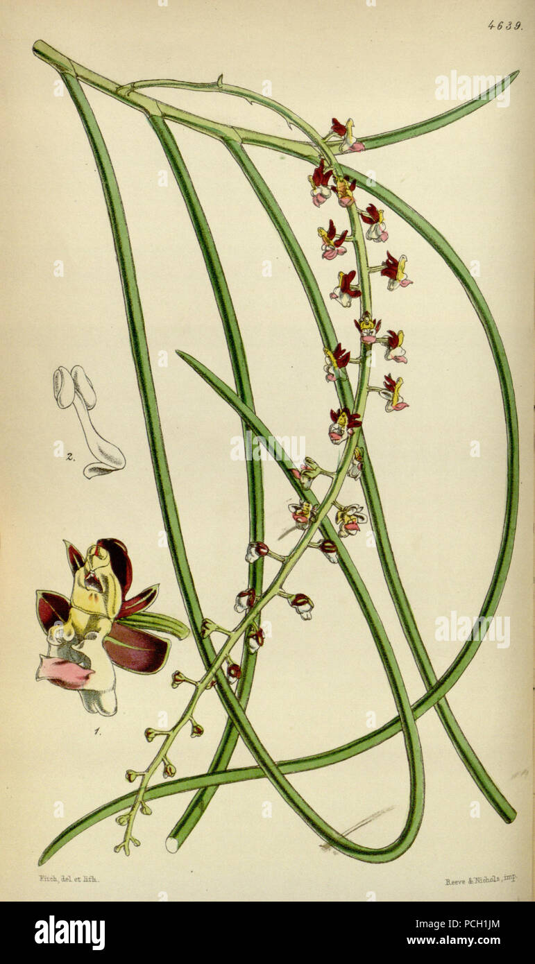133 Cleisostoma filiforme (as Sarcanthus filiformis) - Curtis' 78 (Ser. 3 no. 8) pl. 4639 (1852) Stock Photo