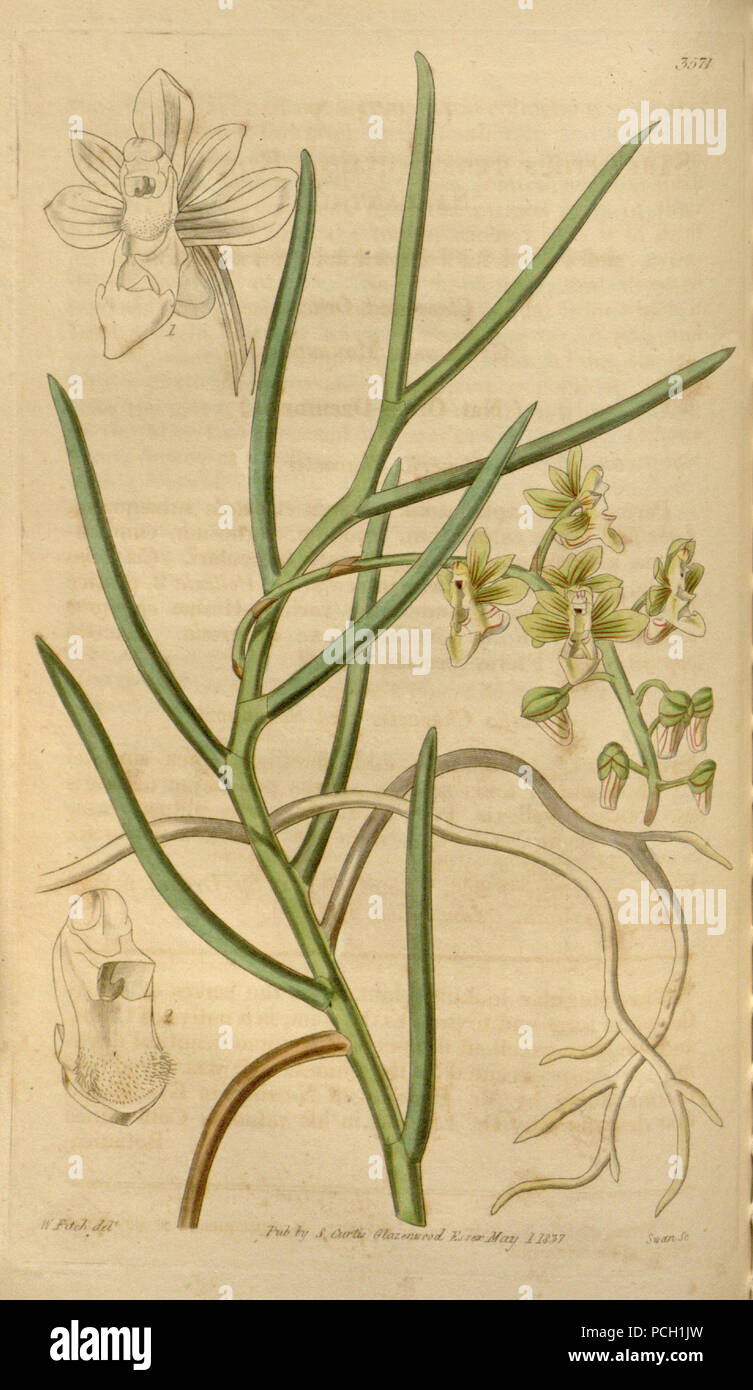 133 Cleisostoma simondii (as Sarcanthus teretifolius) - Curtis' 64 (N.S. 11) pl. 3571 (1837) Stock Photo