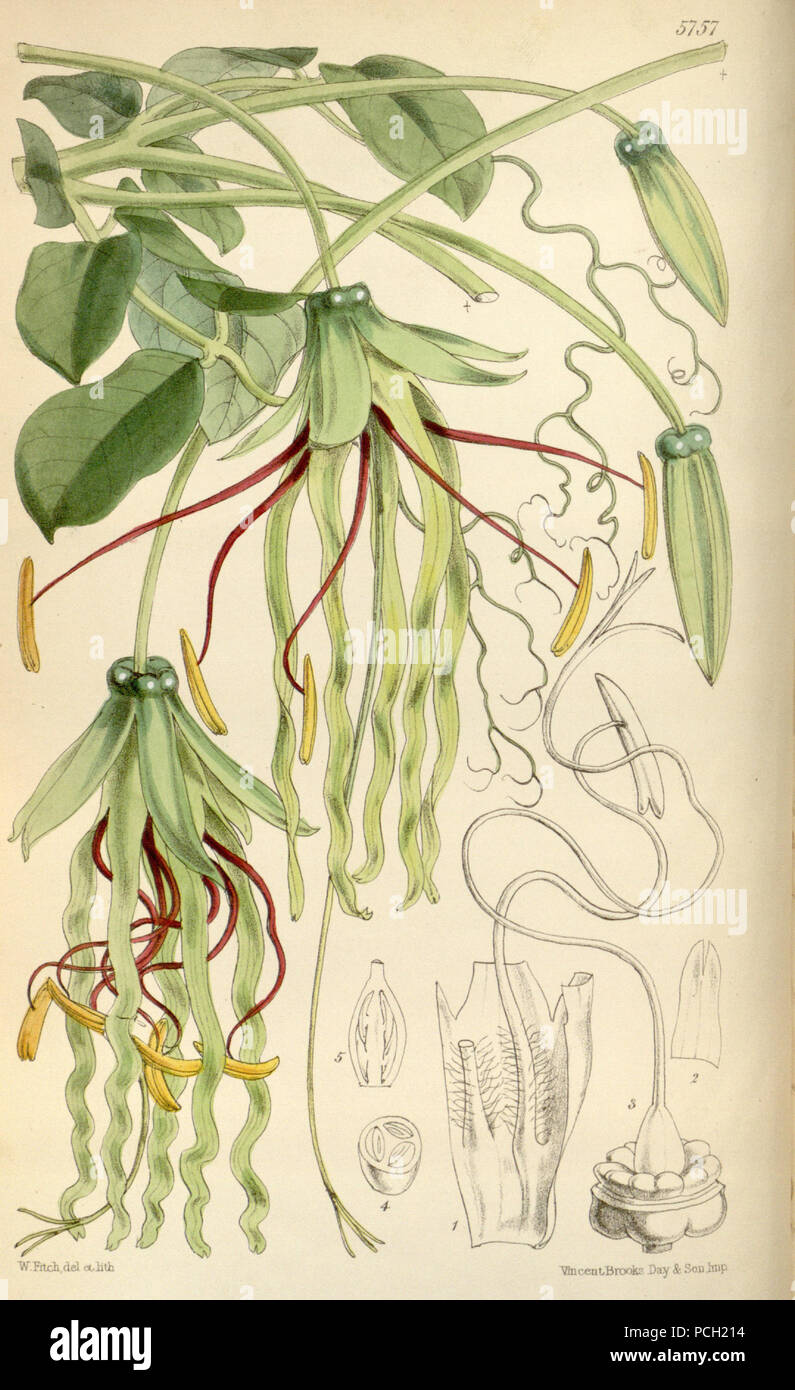 135 Cobaea penduliflora Stock Photo