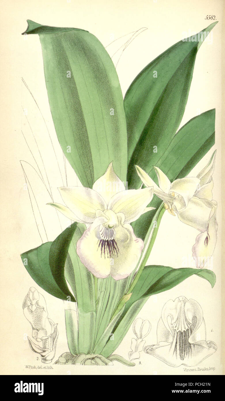 Cochleanthes marginata hi-res stock photography and images - Alamy