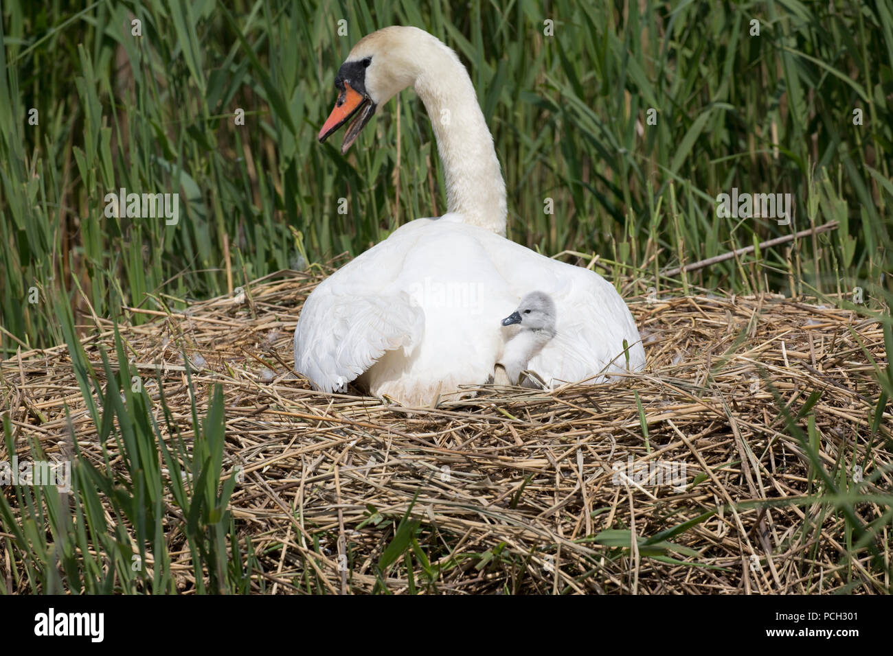 Mute swan Cygnus olor on nest with cygnet Abbotsbury Swannery Dorset Stock Photo