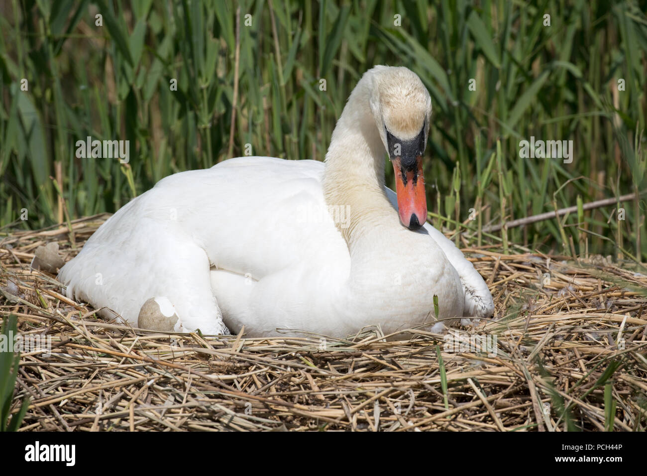 Mute swan Cygnus olor sitting on nest Abbotsbury Swannery Dorset Stock Photo