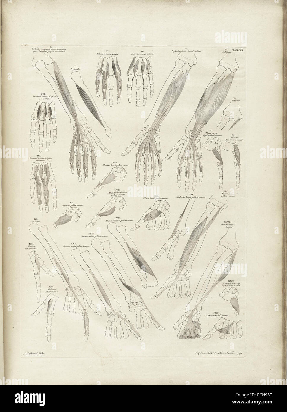 Albinus collection hi-res stock photography and images - Alamy