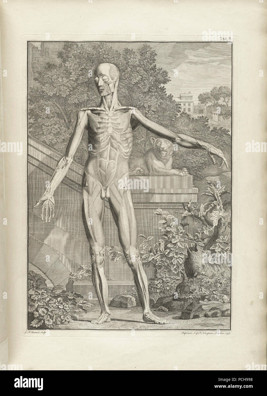 Albinus collection hi-res stock photography and images - Alamy