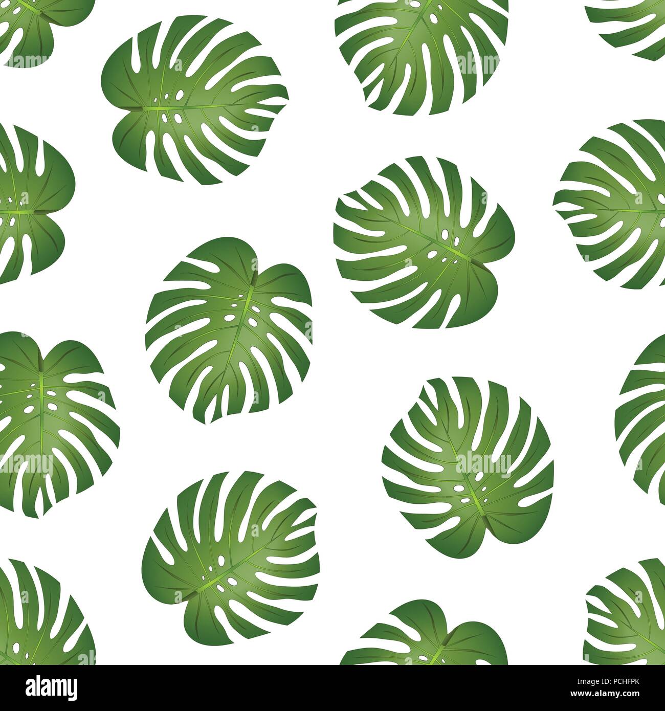 Philodendron Monstera Leaf on White Background. Vector Illustration. Stock Vector