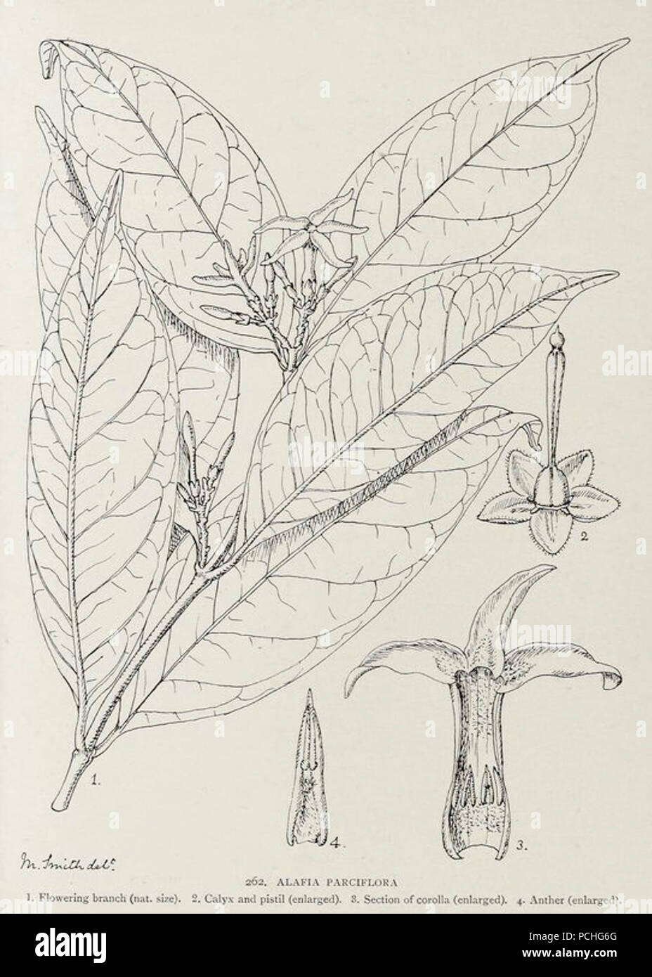 Alafia parciflora-1906. Stock Photo