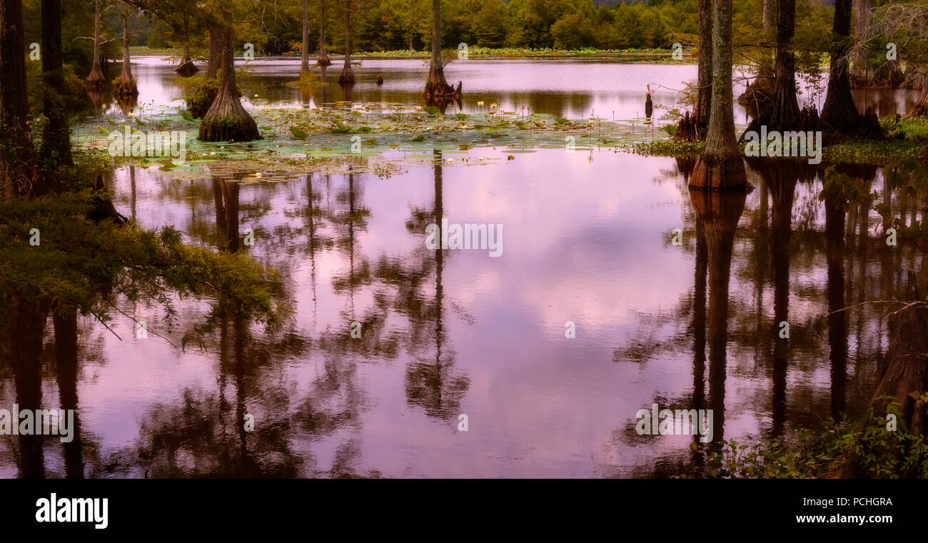 The early morning light was beautiful at the Noxubee Wildlife Refuge. Stock Photo