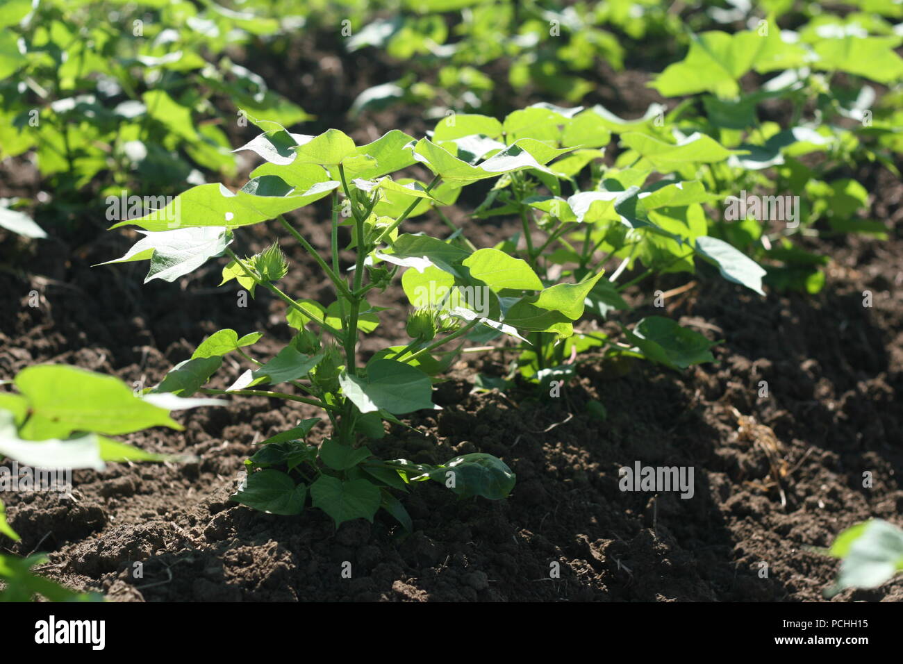 Cotton cultivation hires stock photography and images Alamy