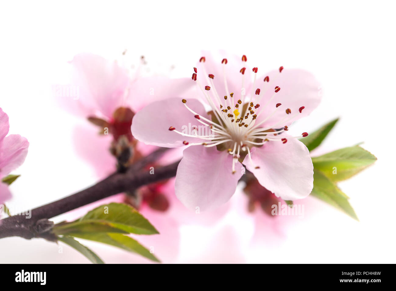 Peach blossom isolated on white background Stock Photo - Alamy