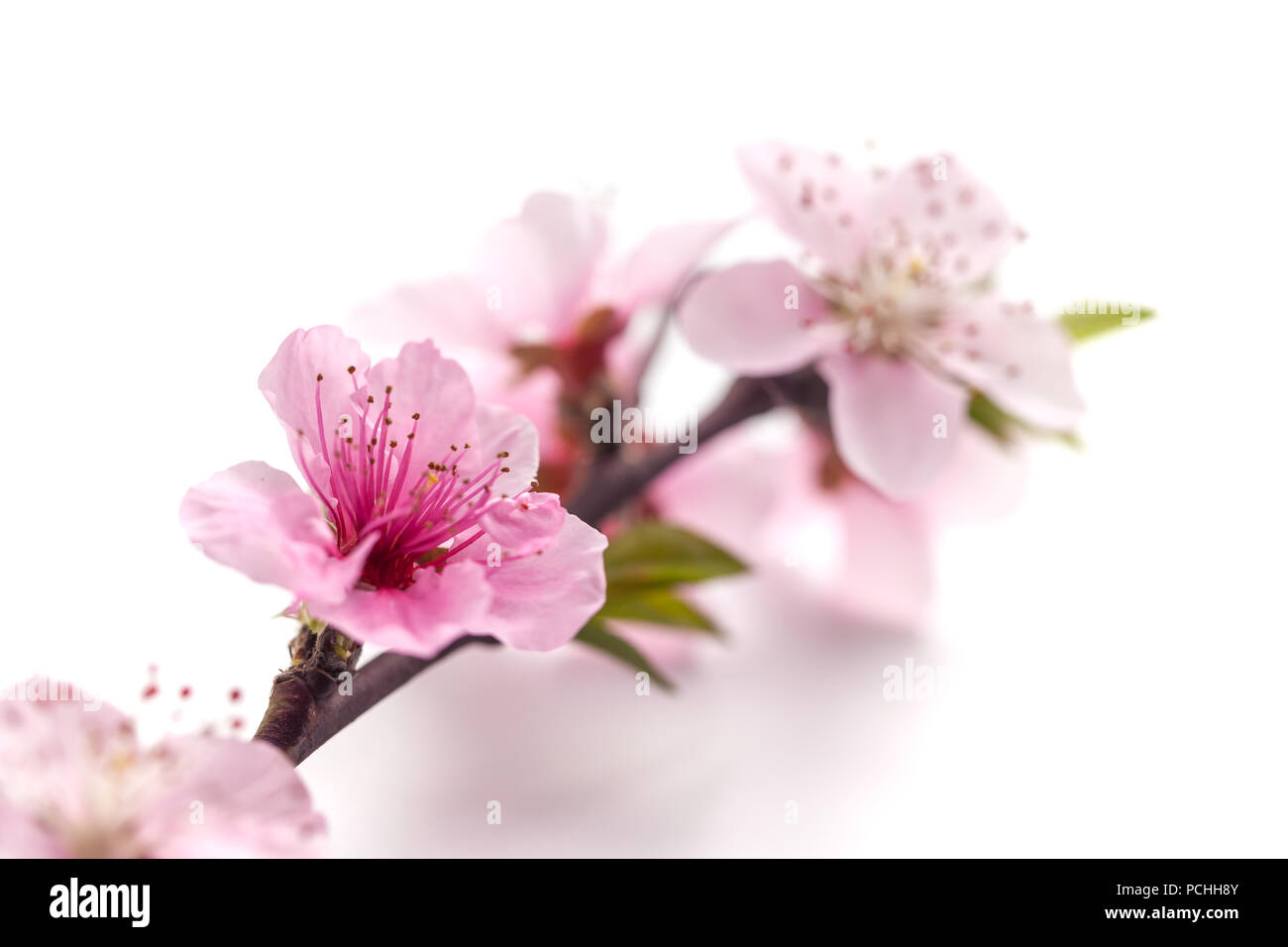 Peach blossom isolated on white background Stock Photo - Alamy