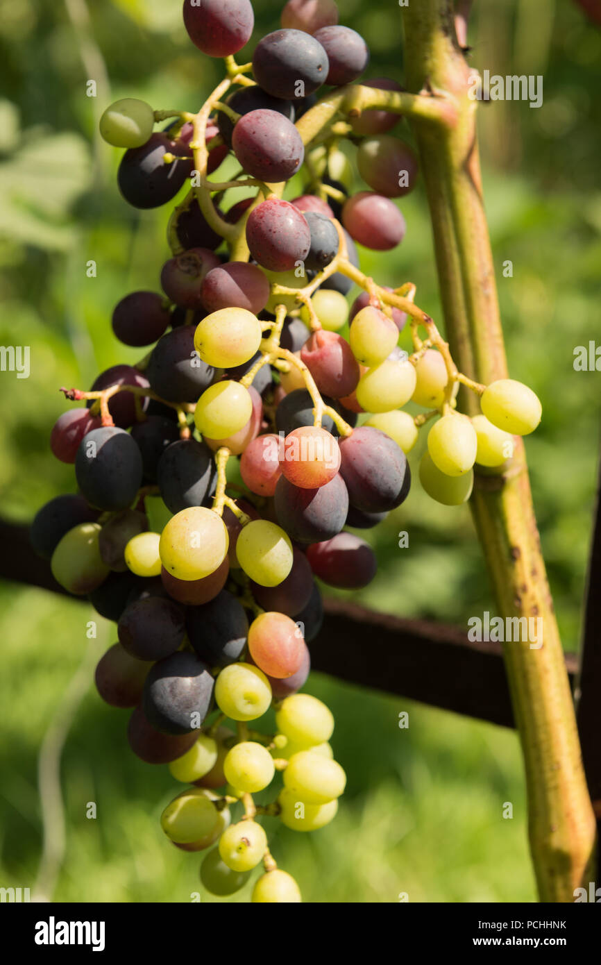Grape Ripening Process ripening grapes on the bush Stock Photo - Alamy