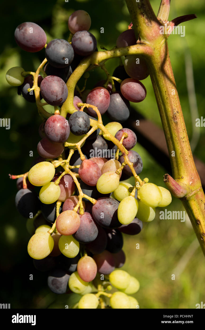 ripening grapes on the bush Stock Photo - Alamy