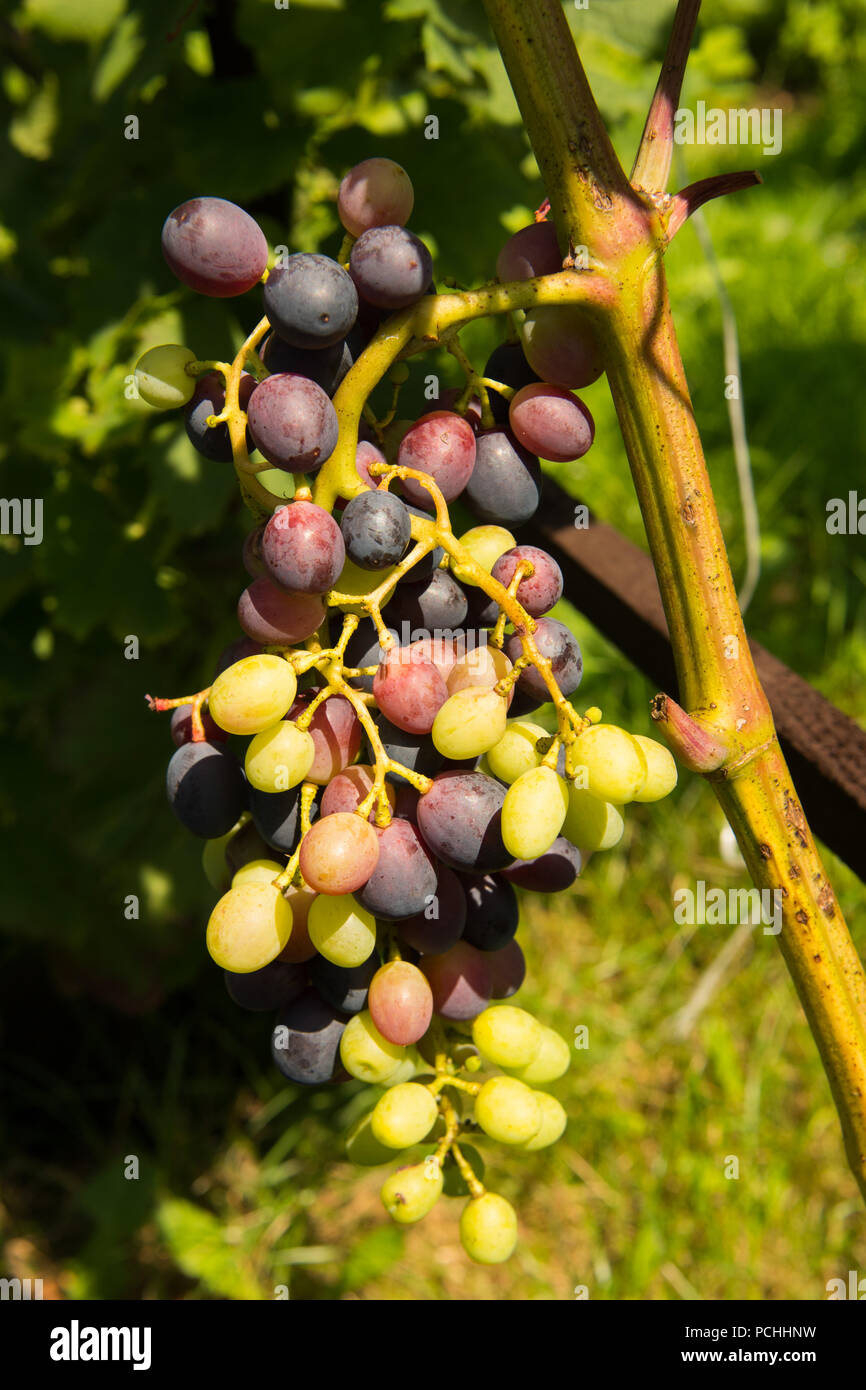 ripening grapes on the bush Stock Photo Alamy