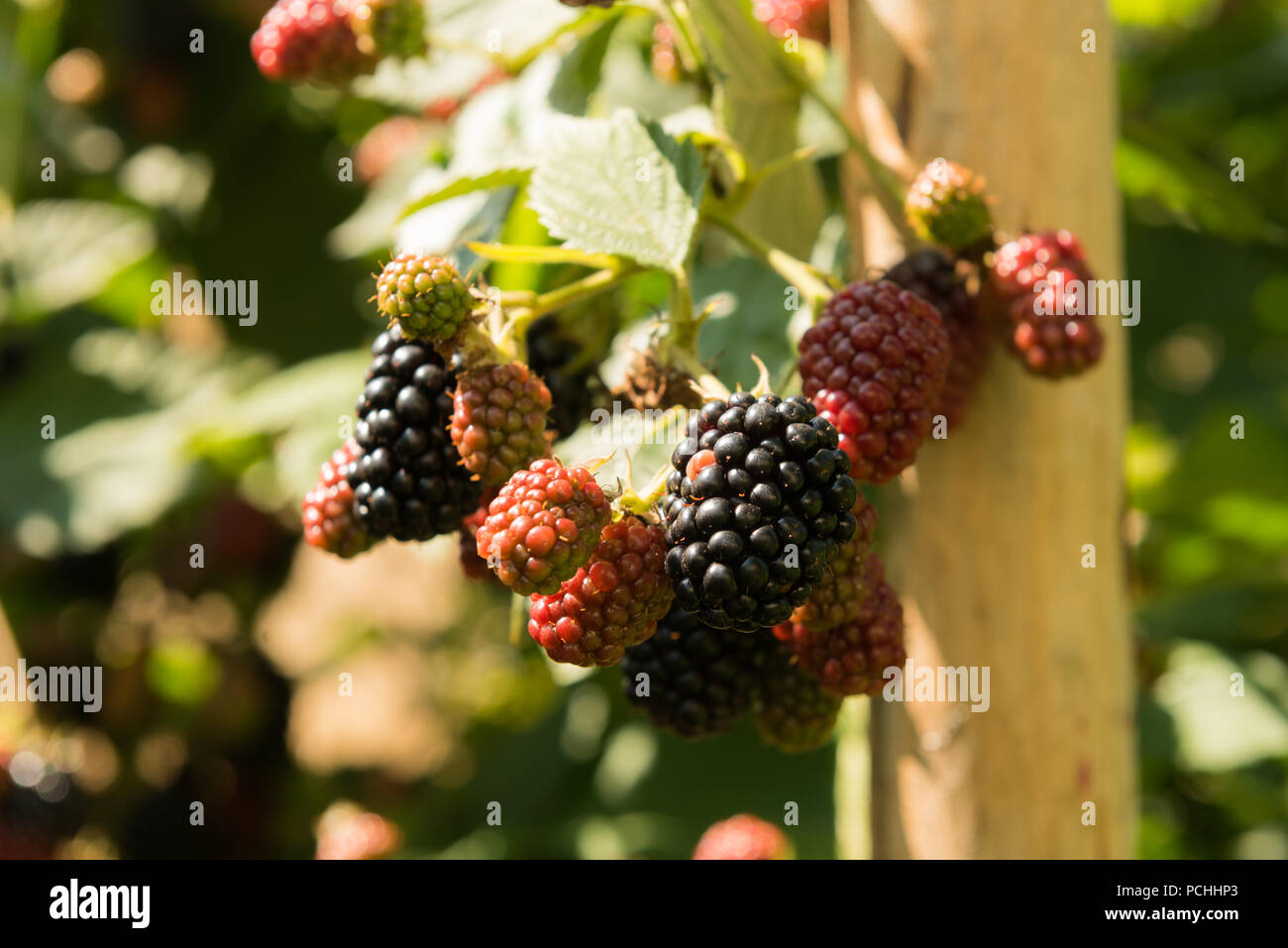 Blackberry on the vine hires stock photography and images Alamy