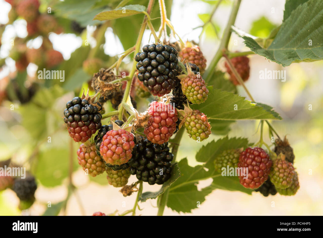 Blackberry on the vine hires stock photography and images Alamy