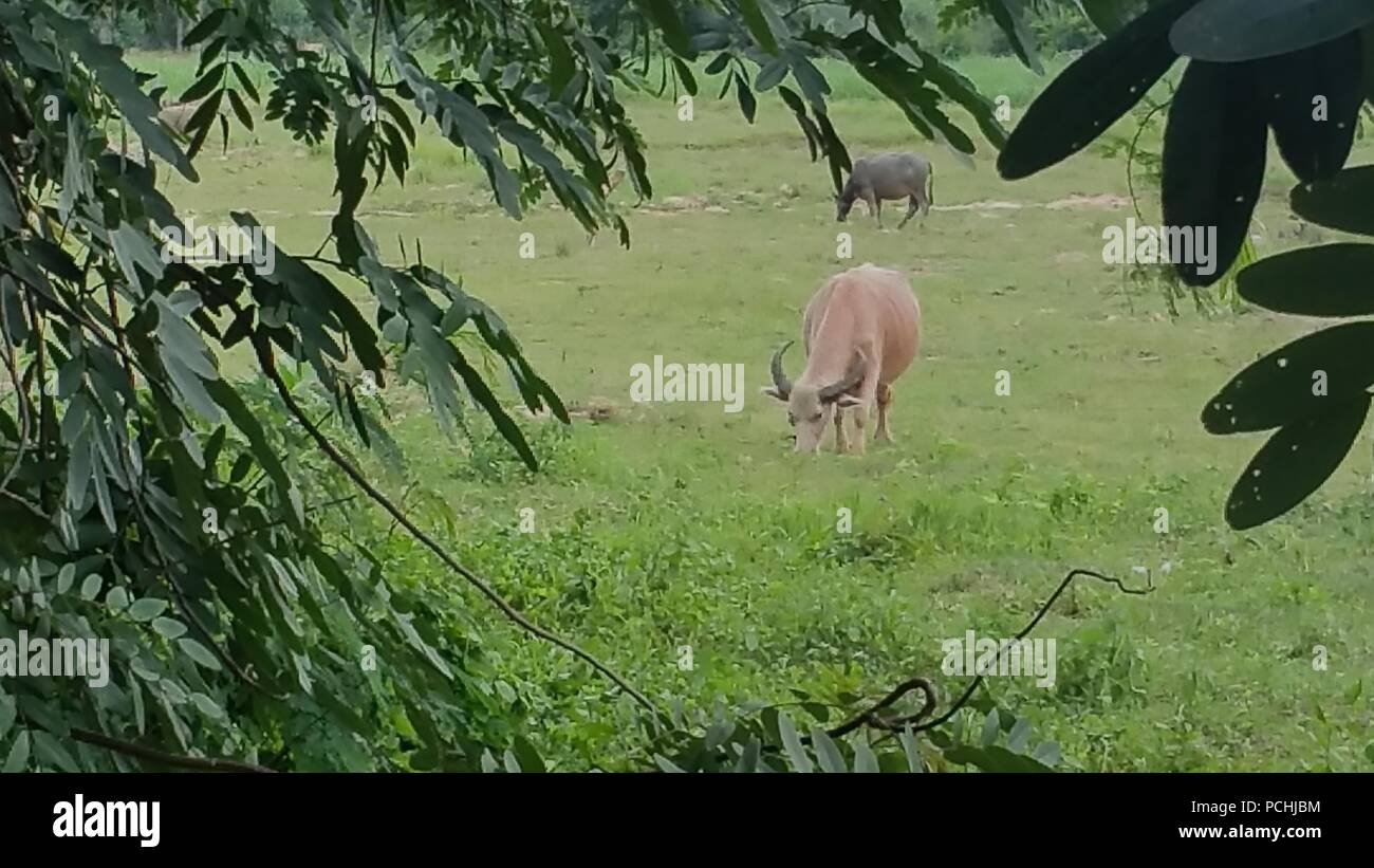 Pink buffalo eating grass in a field Stock Photo
