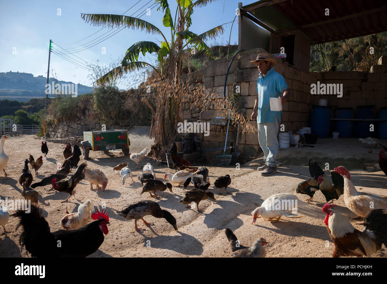 A farmer throwing dried corn to his fowl in the morning feeding round. Stock Photo