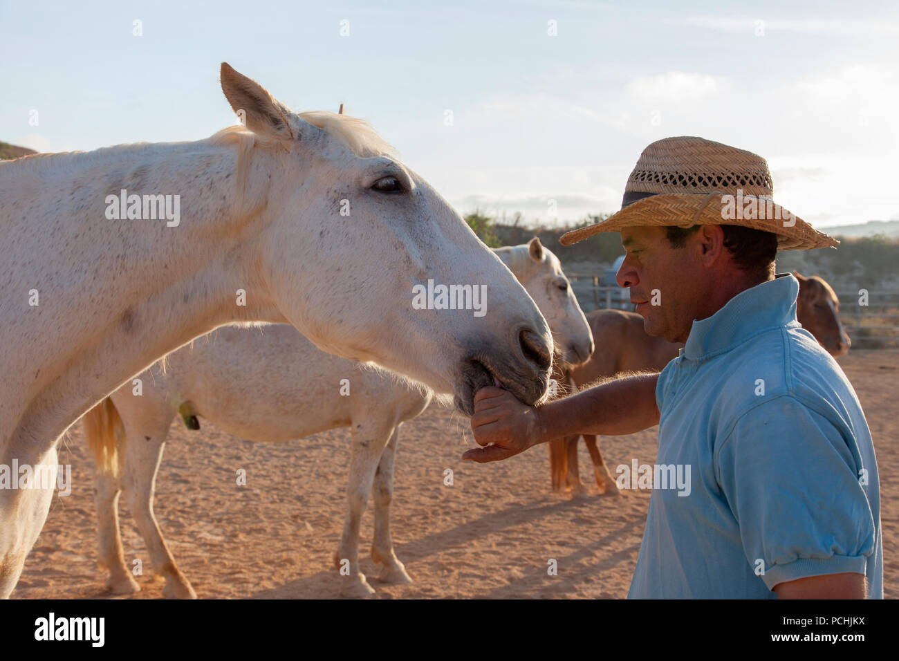 A horse whisperer interacts with one of his horses at a farm for equine-assisted therapy. Stock Photo