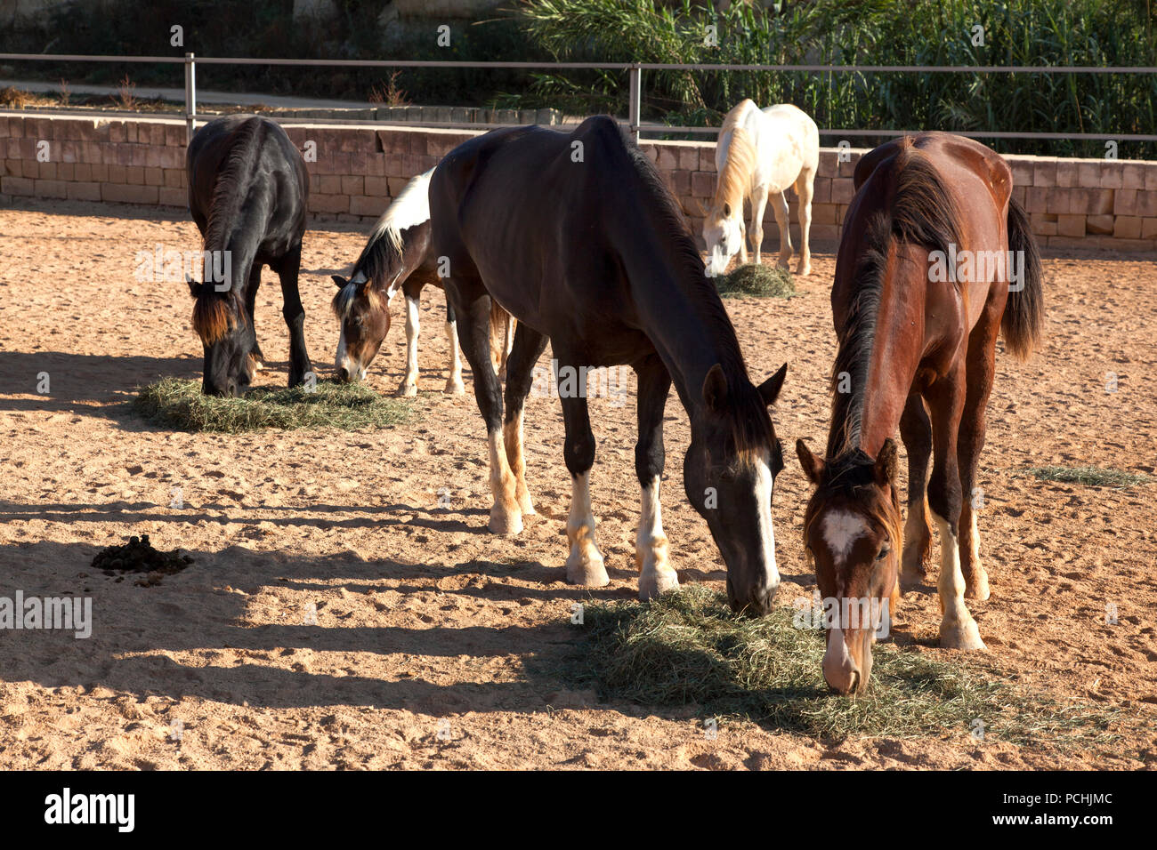 Farmhands feeding fodder to horses at the main paddock. Stock Photo